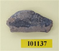 藏品(魚骨)的圖片